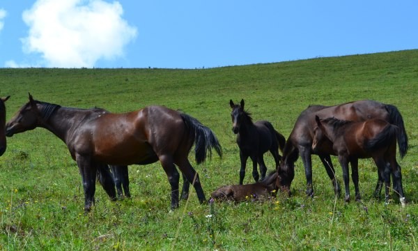 chevaux kabardes photo julie debert