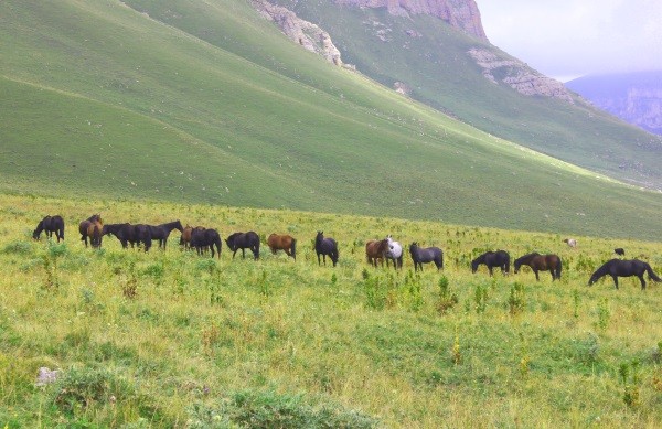 cheval kabarde caucase