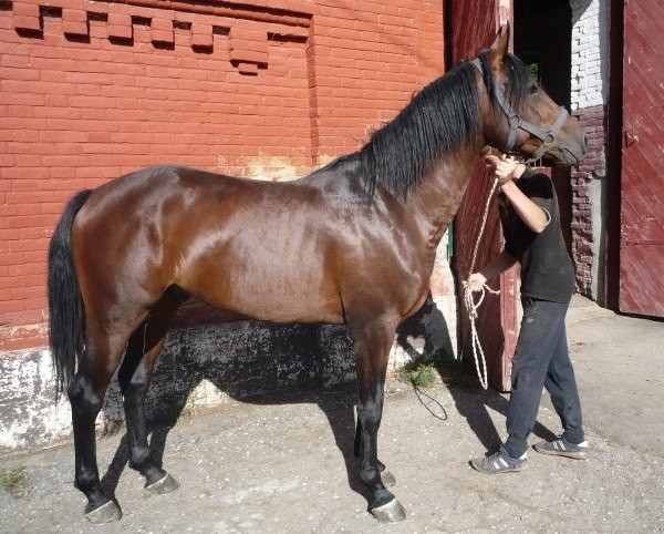 modèle cheval kabarde